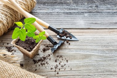turba çömlek içinde fidan
