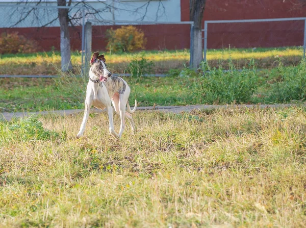 Whippet dog passeggiare nel parco — Foto Stock