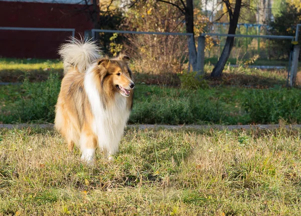 Collie cane passeggiate nel parco — Foto Stock