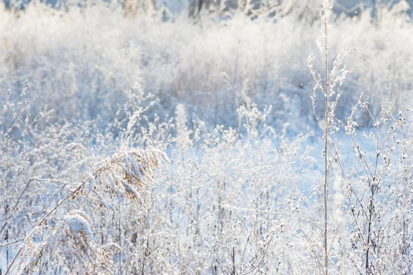 White snow on a dried grass — Stock Photo, Image