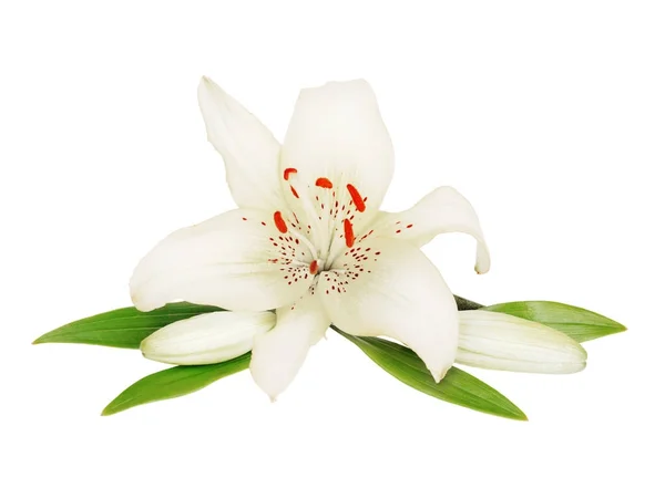 Krásná lily květina na bílém pozadí — Stock fotografie