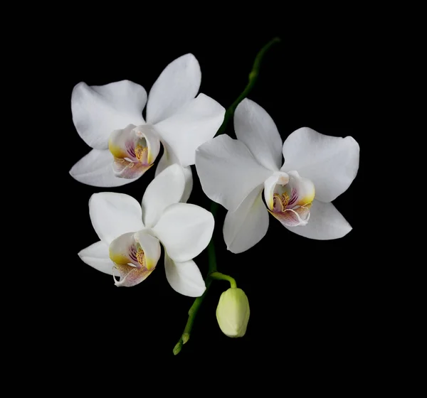 White Orchid on a black background — Stock Photo, Image