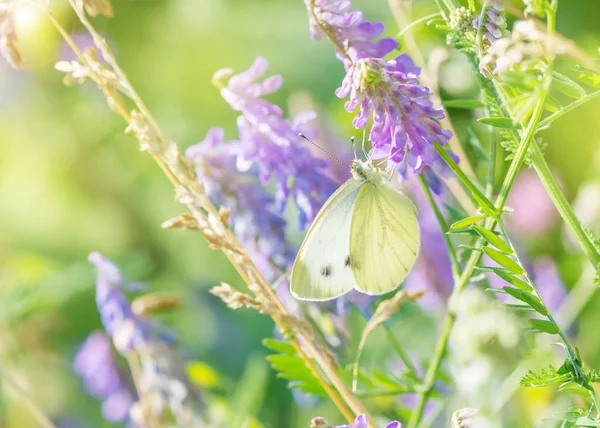 Bílý motýl na louce letní ráno — Stock fotografie