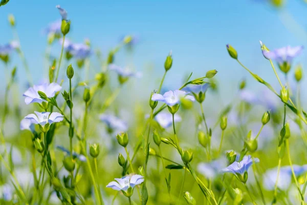 Flores de linho azul close-up — Fotografia de Stock