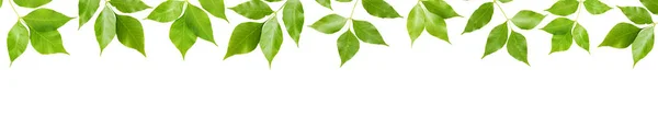 白色背景的绿叶 — 图库照片
