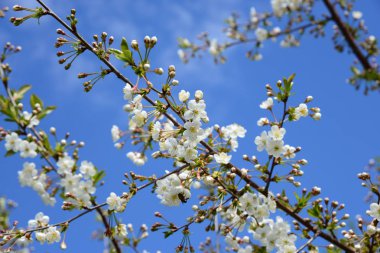 Bahar bahçe kiraz çiçeği.