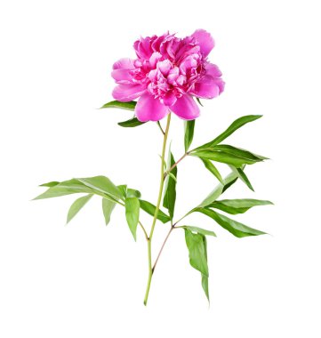 Bir beyaz üzerine pembe Şakayık çiçeği