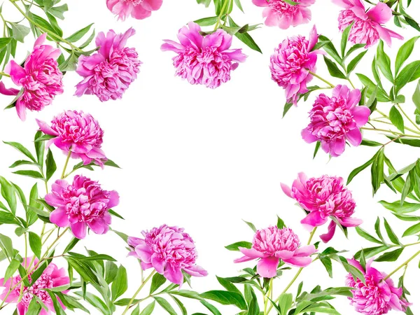 Frame of many pink peonies — Stock Photo, Image