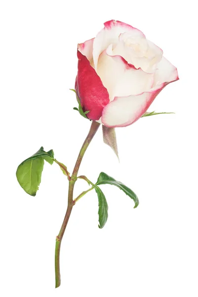 Rosa und weiße Rose — Stockfoto