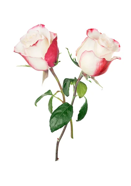 Розовые и белые розы — стоковое фото