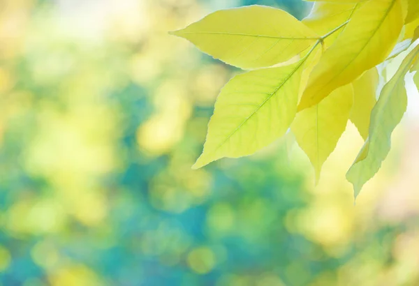 Piękne naturalne podłoże z żółtymi liśćmi — Zdjęcie stockowe