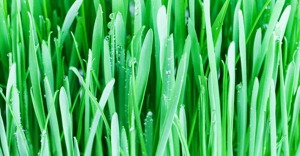 Hierba verde con gotas de rocío — Foto de Stock