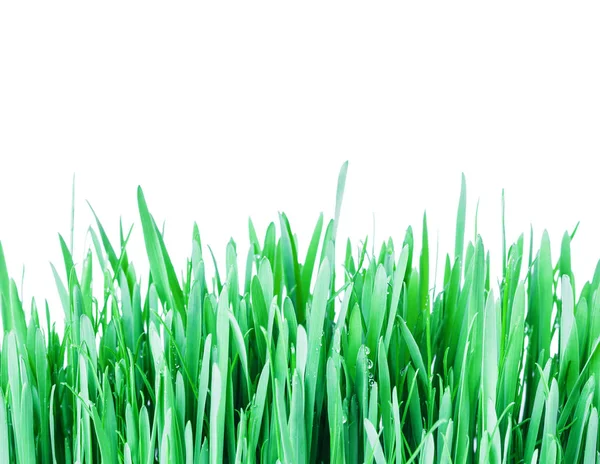 Green grass with dew drops — Stock Photo, Image