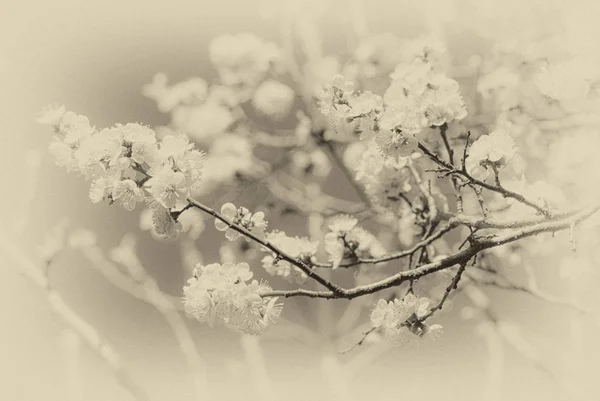 Retro photo of flowering cherry — Stock Photo, Image