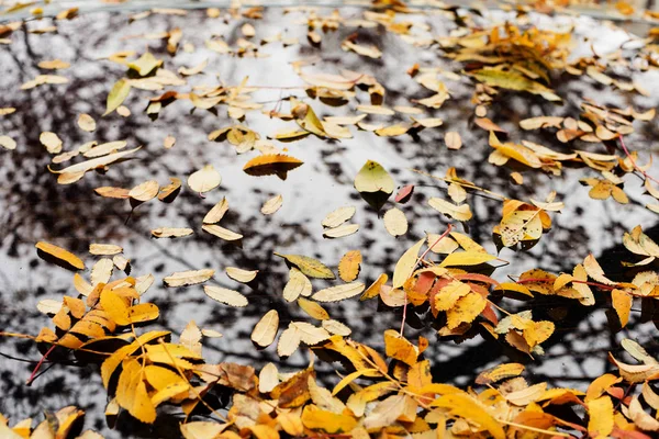 Sad autumn decoration — Stock Photo, Image