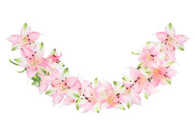 Alstroemeria çiçek beyaz arka plan üzerinde