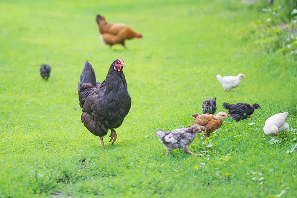 Chickens family outdoors — Stock Photo, Image