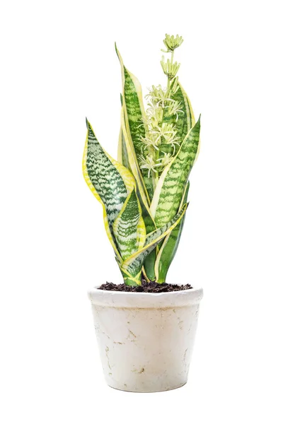 Blooming Sansevieria on a white background — Stock Photo, Image