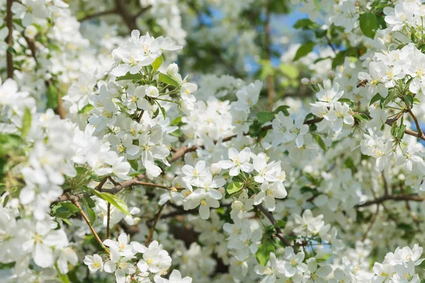 Pommier en fleurs — Photo