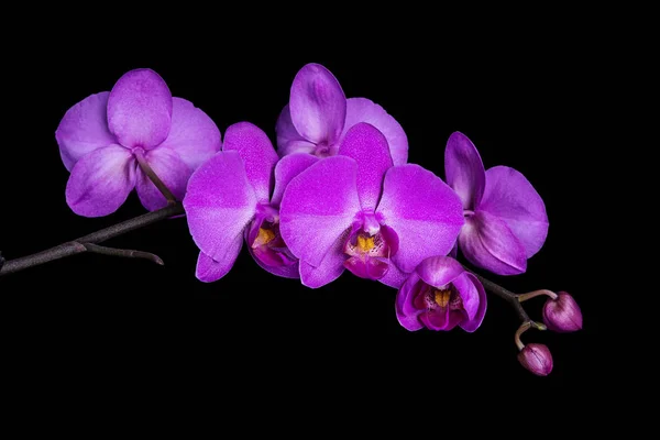 Orchidej phalaenopsis na černém pozadí — Stock fotografie