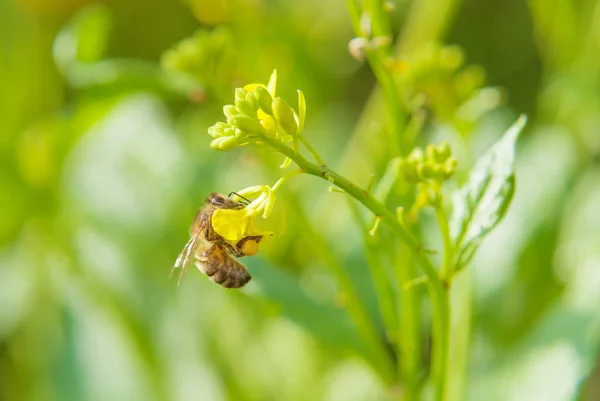 Honeybee collects nectar from yellow flowers — Stock Photo, Image