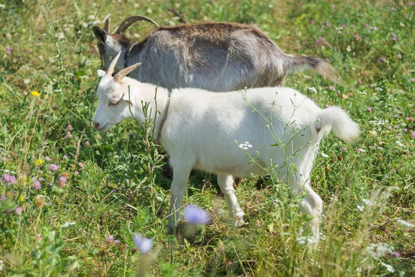 Są dwie kozy na letnia łąka — Zdjęcie stockowe