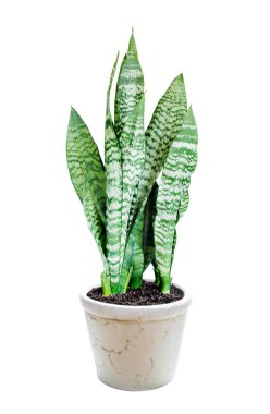 evde bitki sansevieria beyaz bir arka plan üzerinde