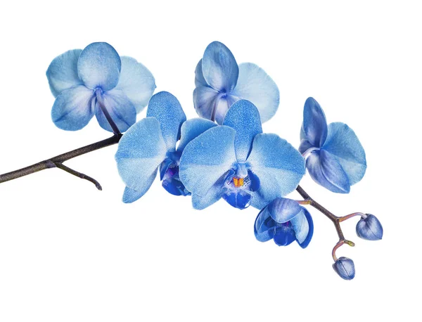 Blaue Orchidee auf weißem Hintergrund — Stockfoto