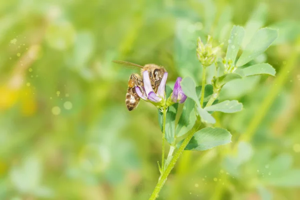 Inhemska honungsbiet på våren äng — Stockfoto