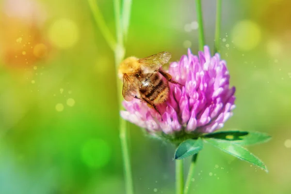 Ροζ τριφύλλι και μέλισσα — Φωτογραφία Αρχείου