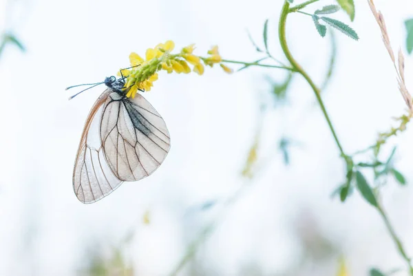 Bílý motýl a žlutý květ — Stock fotografie