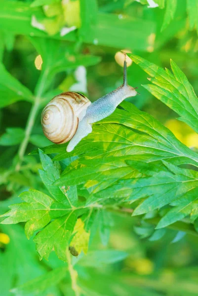 绿草上的花园蜗牛 — 图库照片