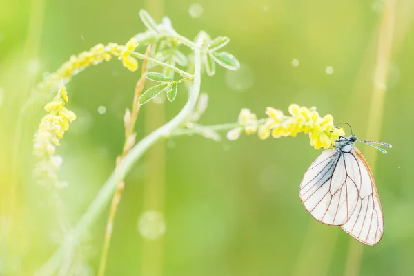 Bílý motýl a žlutý květ — Stock fotografie