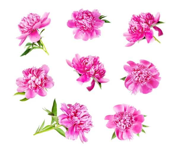 Set aus vielen rosa Pfingstrosen — Stockfoto