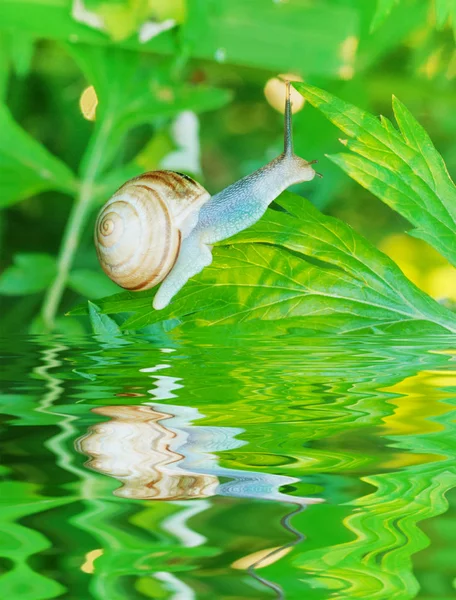 绿草上的花园蜗牛 — 图库照片