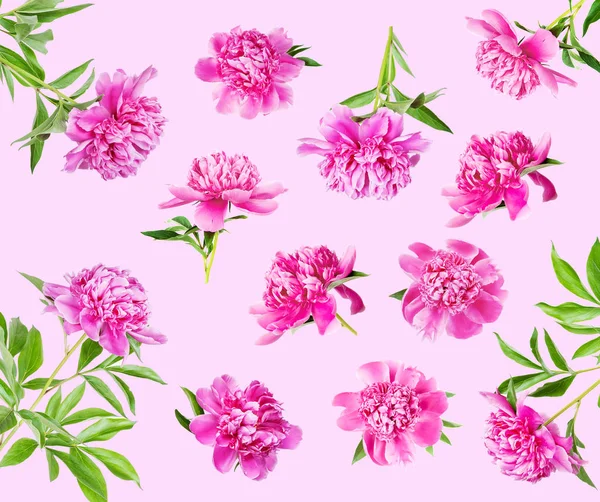 Set aus vielen rosa Pfingstrosen — Stockfoto