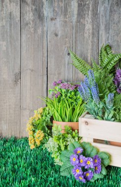 Bahçe aletleri ve çiçekler.