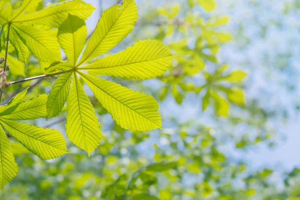 Zielonych liści kasztanowca przeciw błękitne niebo — Zdjęcie stockowe