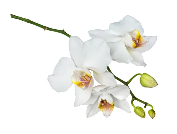 Orquídea de traça em branco — Fotografia de Stock