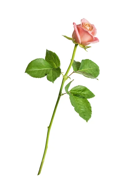 Rosa ros isolerad på en vit bakgrund Royaltyfria Stockfoton