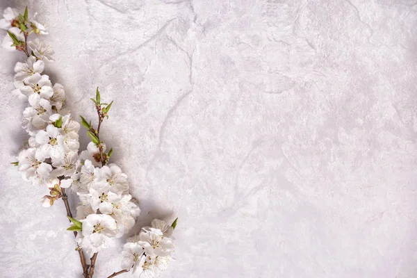 Blommande körsbär grenar pÃ ¥en marmor yta Royaltyfria Stockbilder