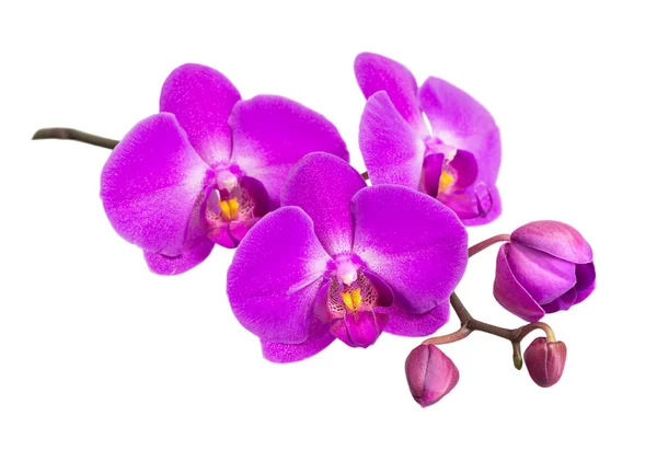 Moth orkidé på vitt Stockfoto