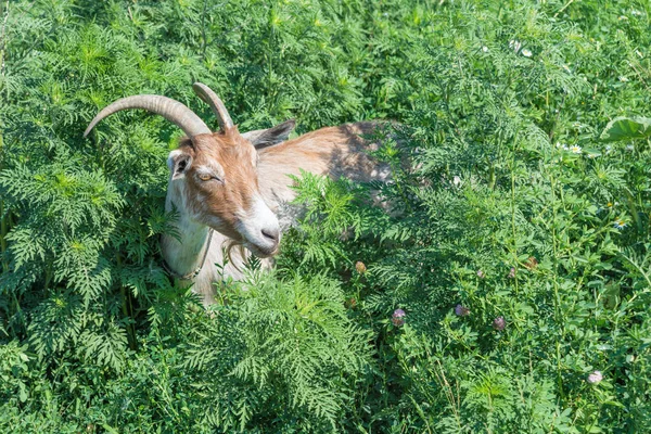 Brown goat grazing in a meadow — Stock Photo, Image