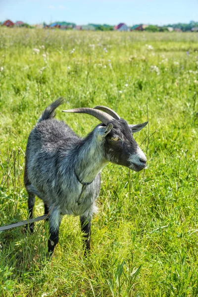 在草地上放牧的黑白山羊 — 图库照片