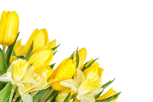 Bukiet żółtych tulipanów i żonkile wyizolowanych na białym grzbiecie — Zdjęcie stockowe