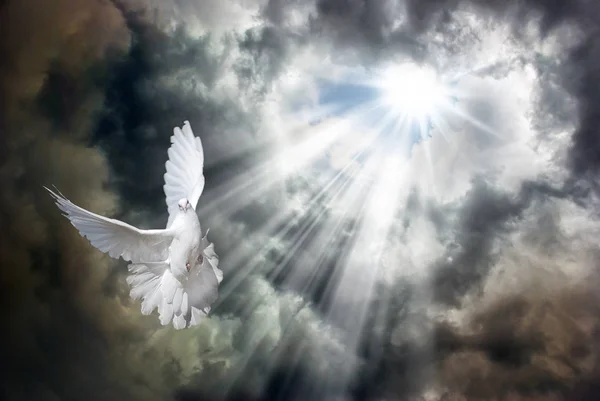 Flying white dove in front of stormy sky — Stock Photo, Image