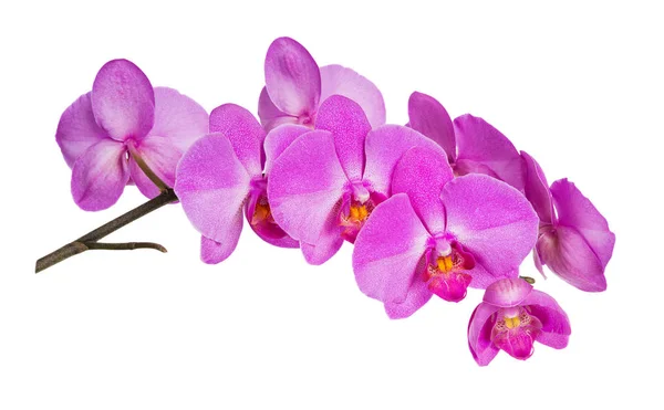 Orkidéer blommor — Stockfoto