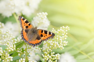 Üzerinde beyaz bir çiçek kelebek