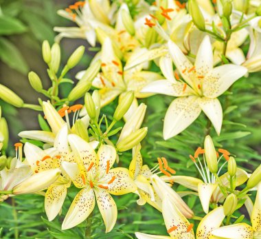 Sarı tiger zambaklar