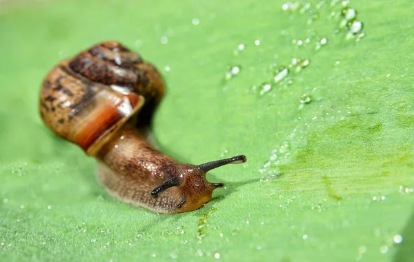 Escargot sur une feuille verte — Photo